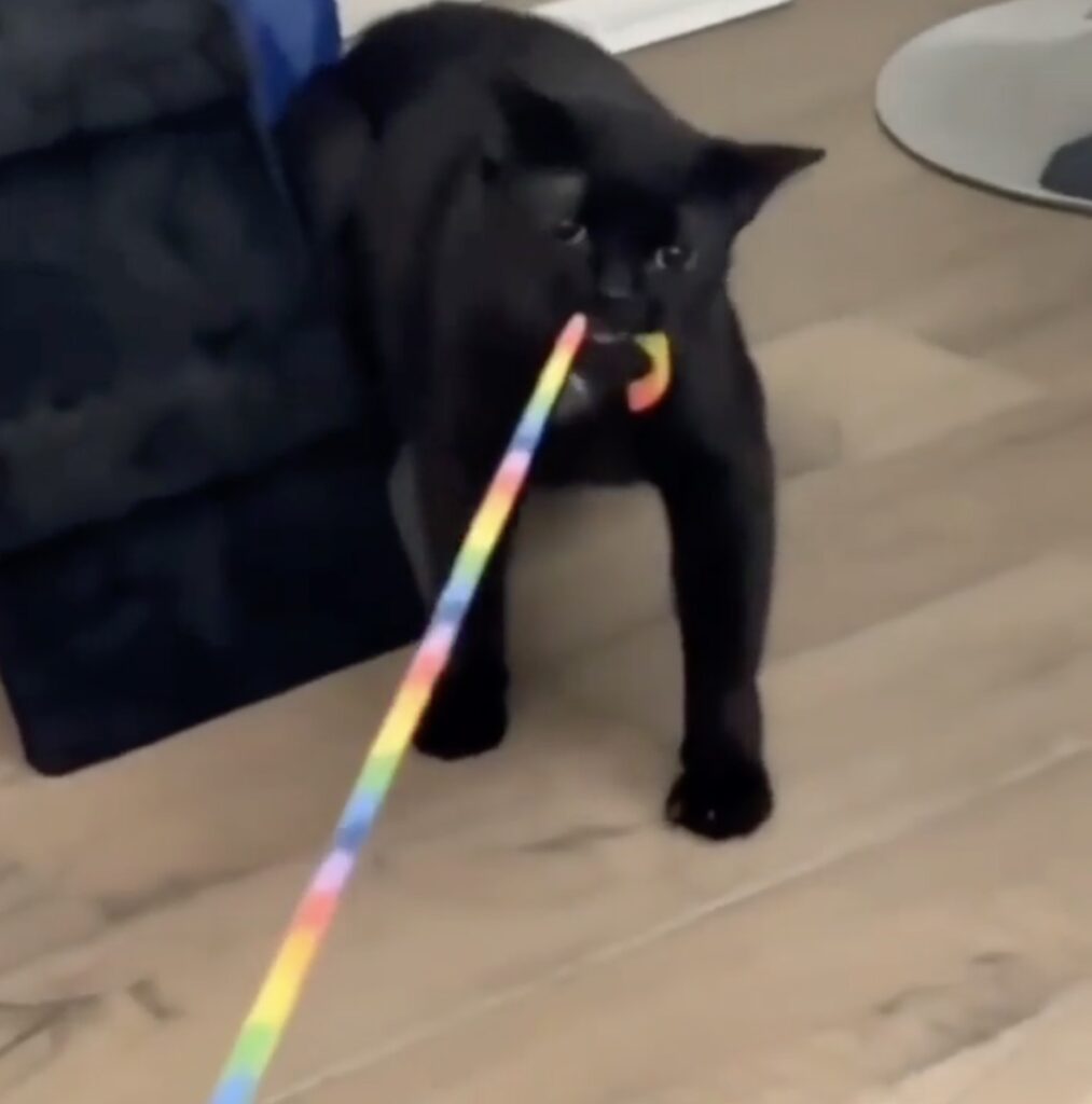 après le chat face à ce chien, chat noir qui joue à la ficelle