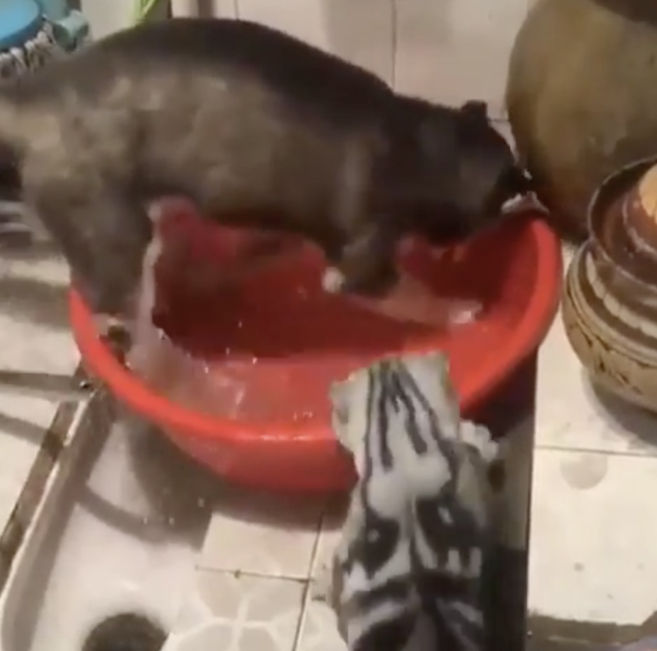 chat face à ce chien dans la bassine d'eau