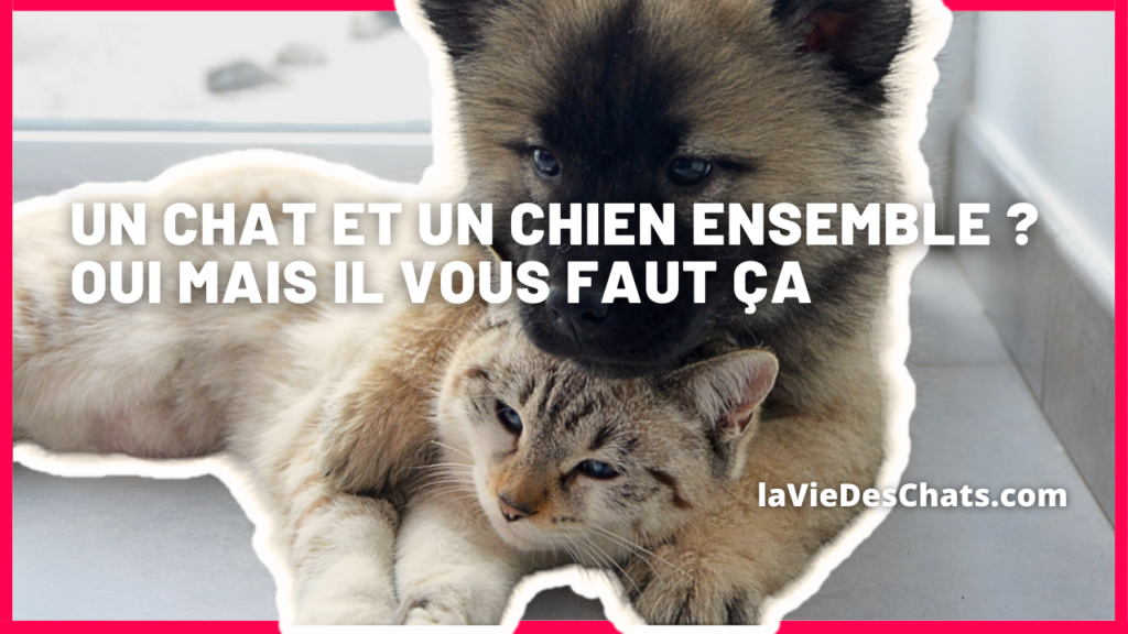 un chat et un chien ensemble