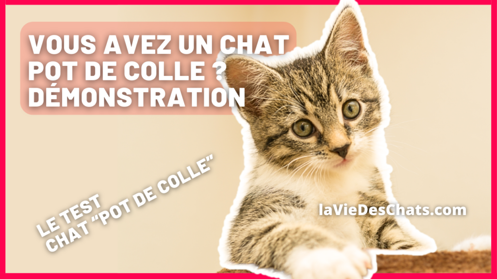 Vous avez un chat Pot de Colle