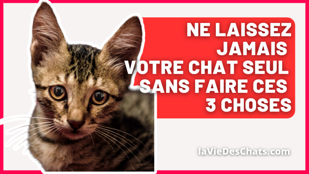 Au revoir les chats !, la vie vue par les félidés