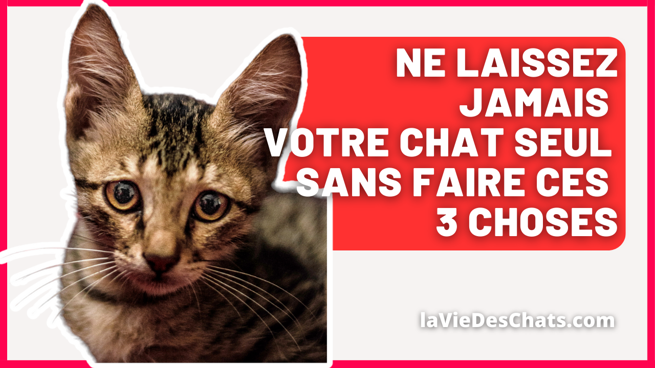 Ne laissez jamais votre chat seul sans faire ces 3 choses La vie des chats