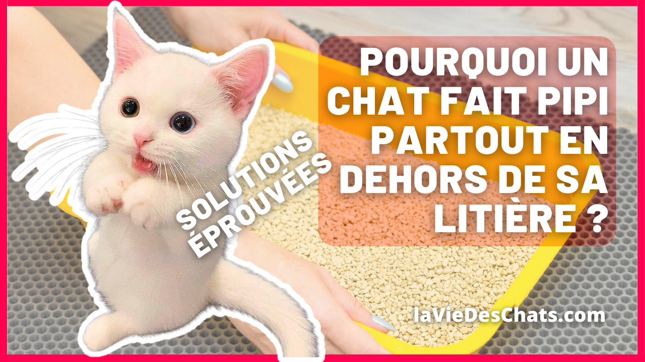 Pourquoi un chat fait pipi partout en dehors de sa litière ? 4 Solutions