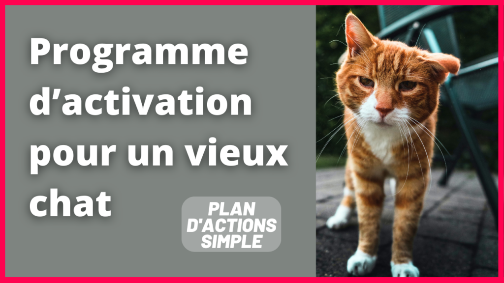 Programme d’activation pour un vieux chat