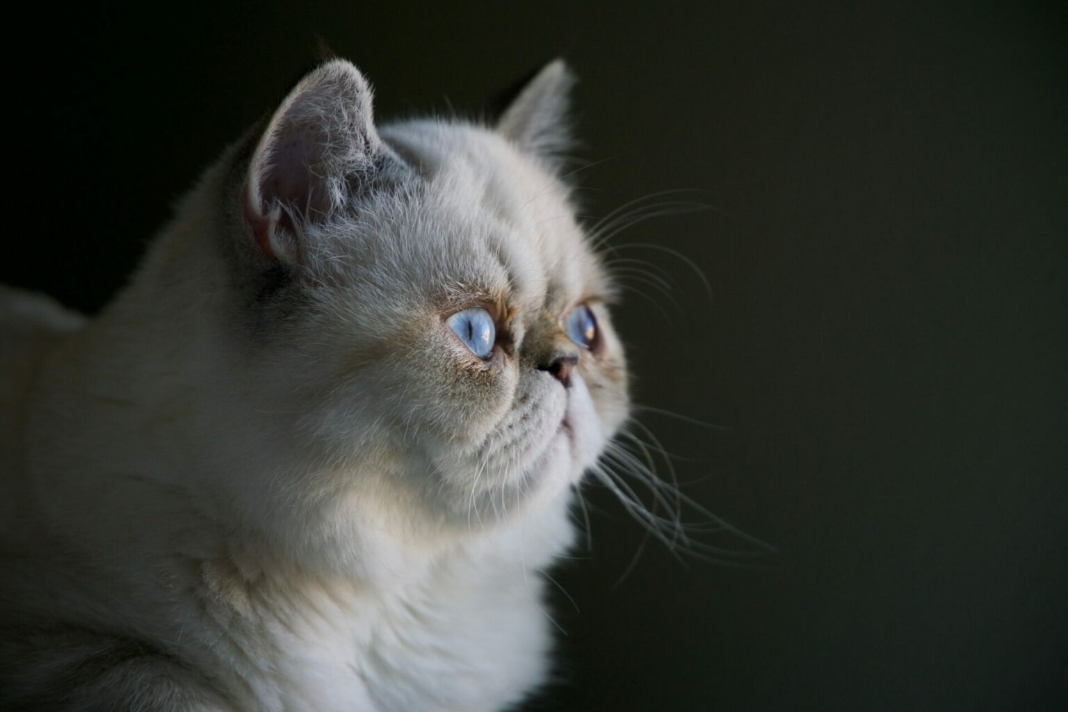Pourquoi un chat fait pipi partout en dehors de sa litière ? 4 Solutions