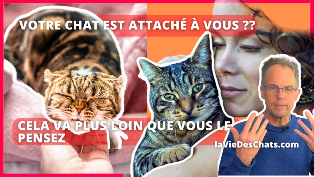 votre chat est attaché à vous Cela va plus loin que vous le pensez