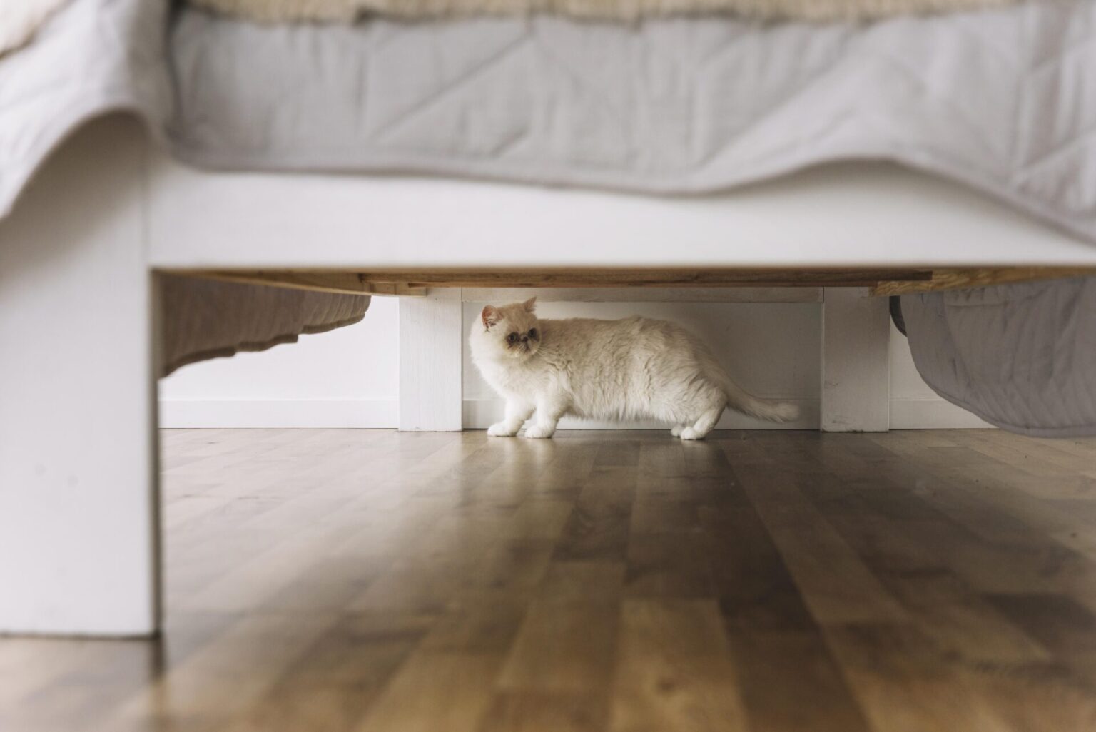 Votre chat se cache tout le temps ? 7 clés pour lui redonner confiance