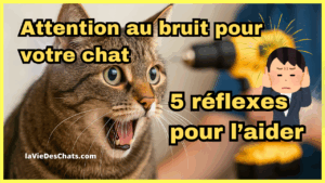 protéger son chat du bruit