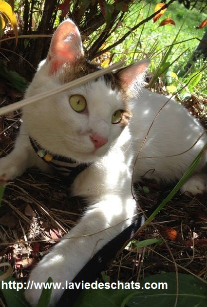 chat + vacances, que faire ?